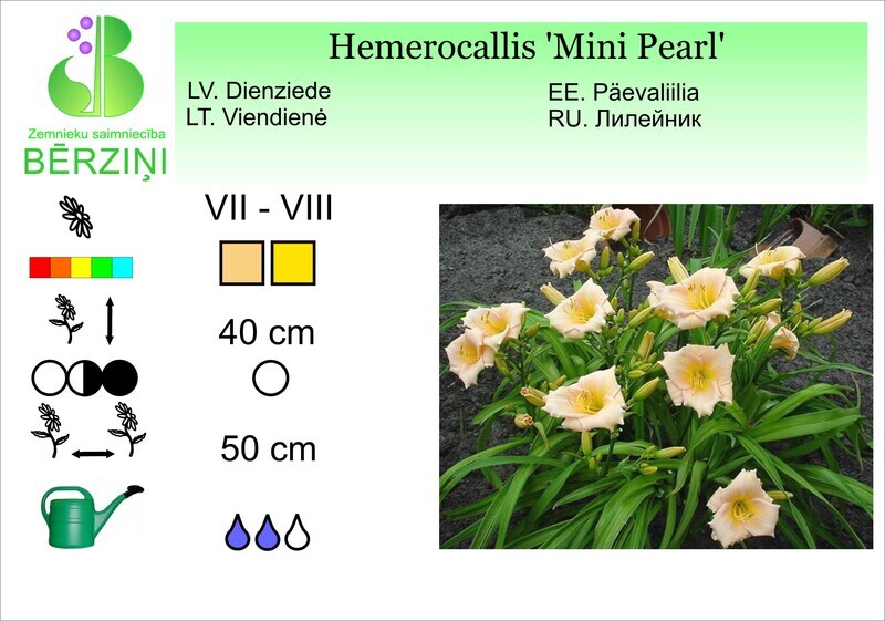 Hemerocallis 'Mini Pearl', Dienziede
