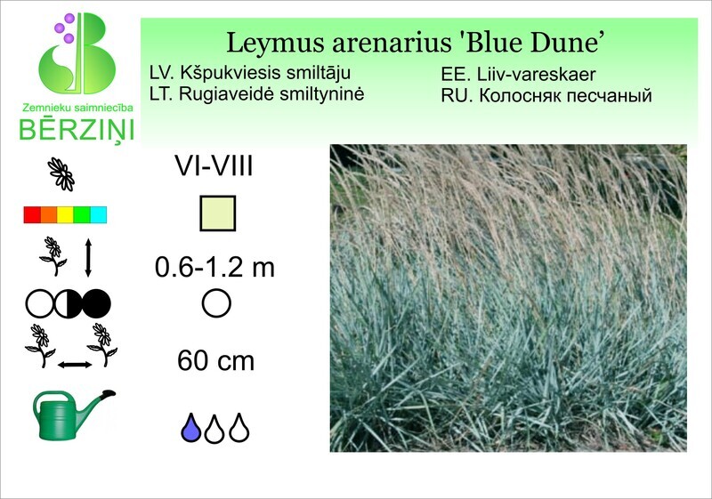 Leymus arenarius 'Blue Dune', Kāpu kviesis
