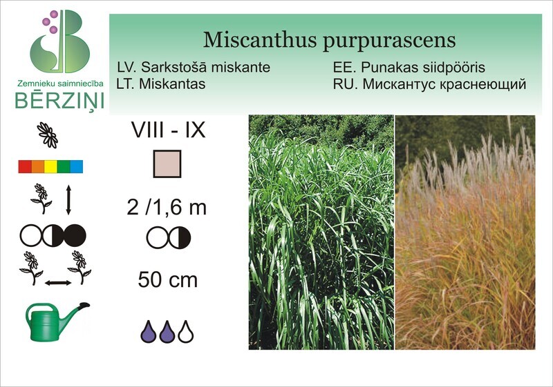 Miscanthus purpurascens, MIskante