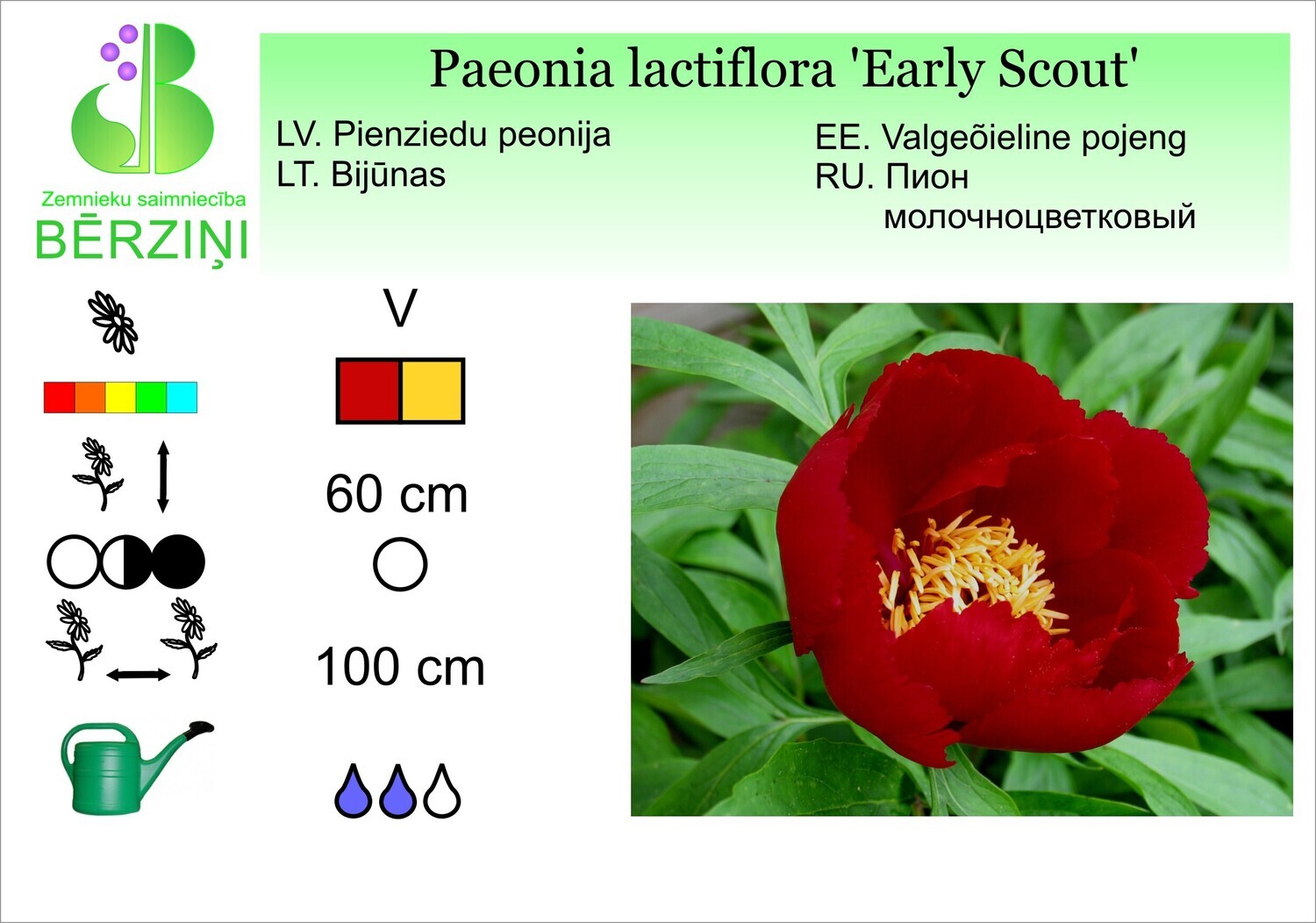 Paeonia lactiflora 'Early Scout', Peonija Paeonia lactiflora 'Early Scout', Peonija