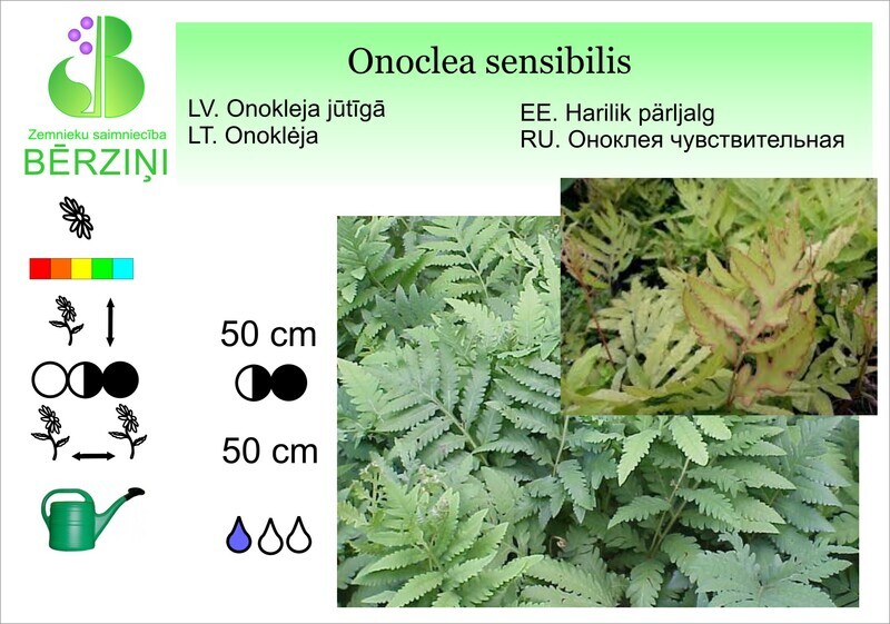 Onoclea sensibilis, Onokleja