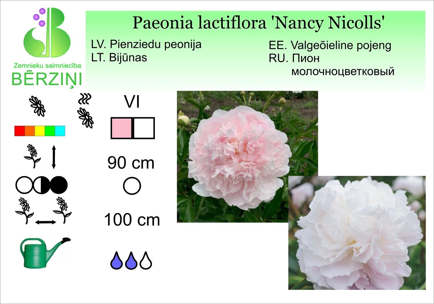 Paeonia lactiflora Nancy Nicolls, Peonija