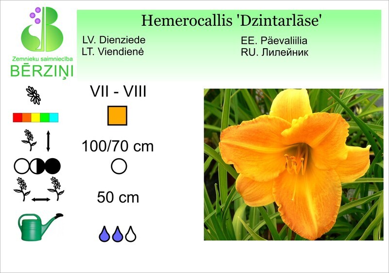 Hemerocallis 'Dzintarlāse', Dienziede
