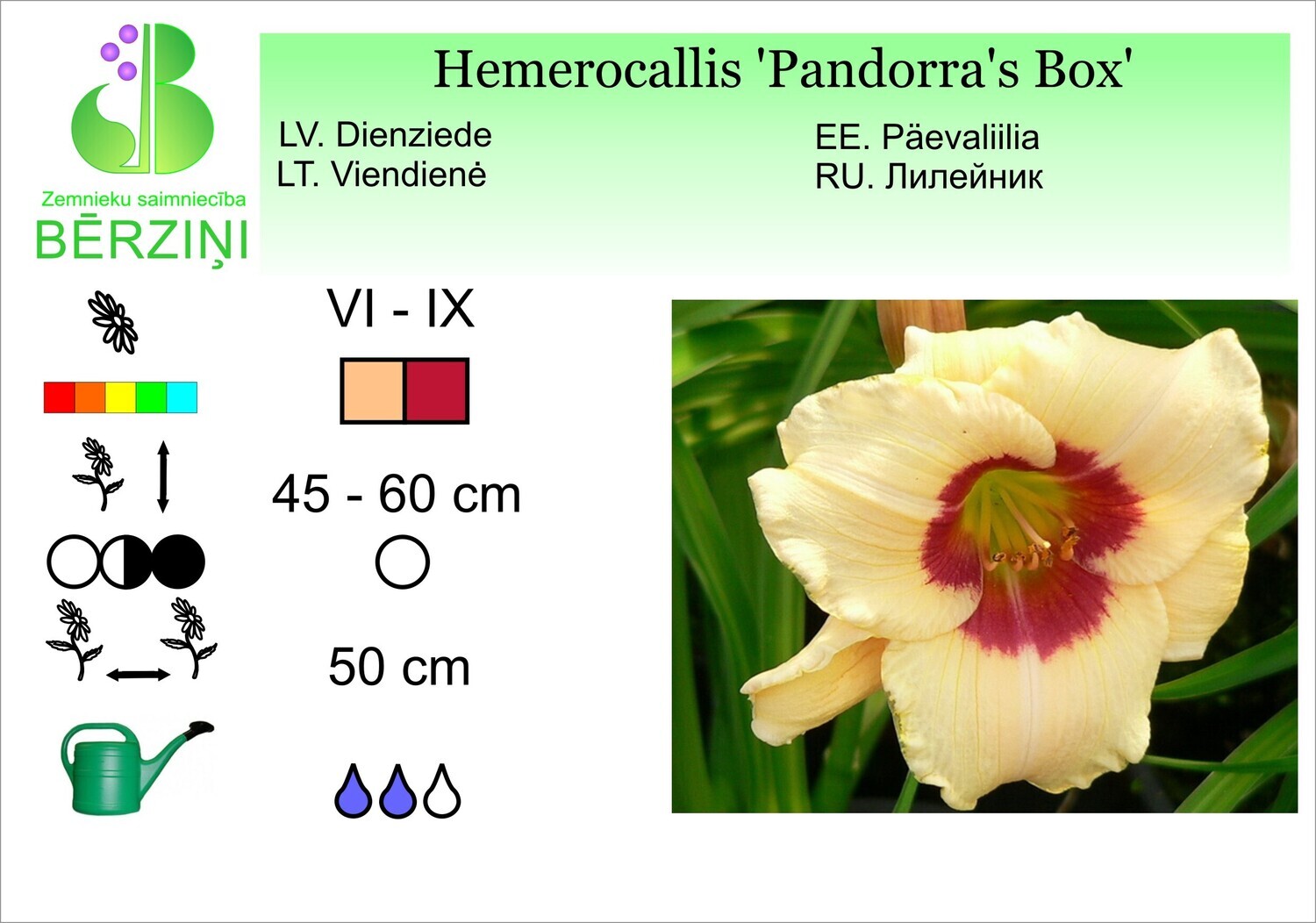 Hemerocallis 'Pandoras Box', Dienziede
