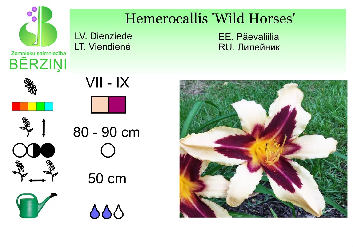 Hemerocallis 'Wild Horses', Dienziede