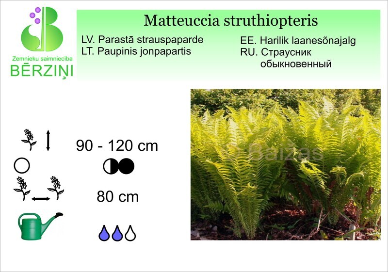 Matteuccia struthiopteris, Strauspaparde