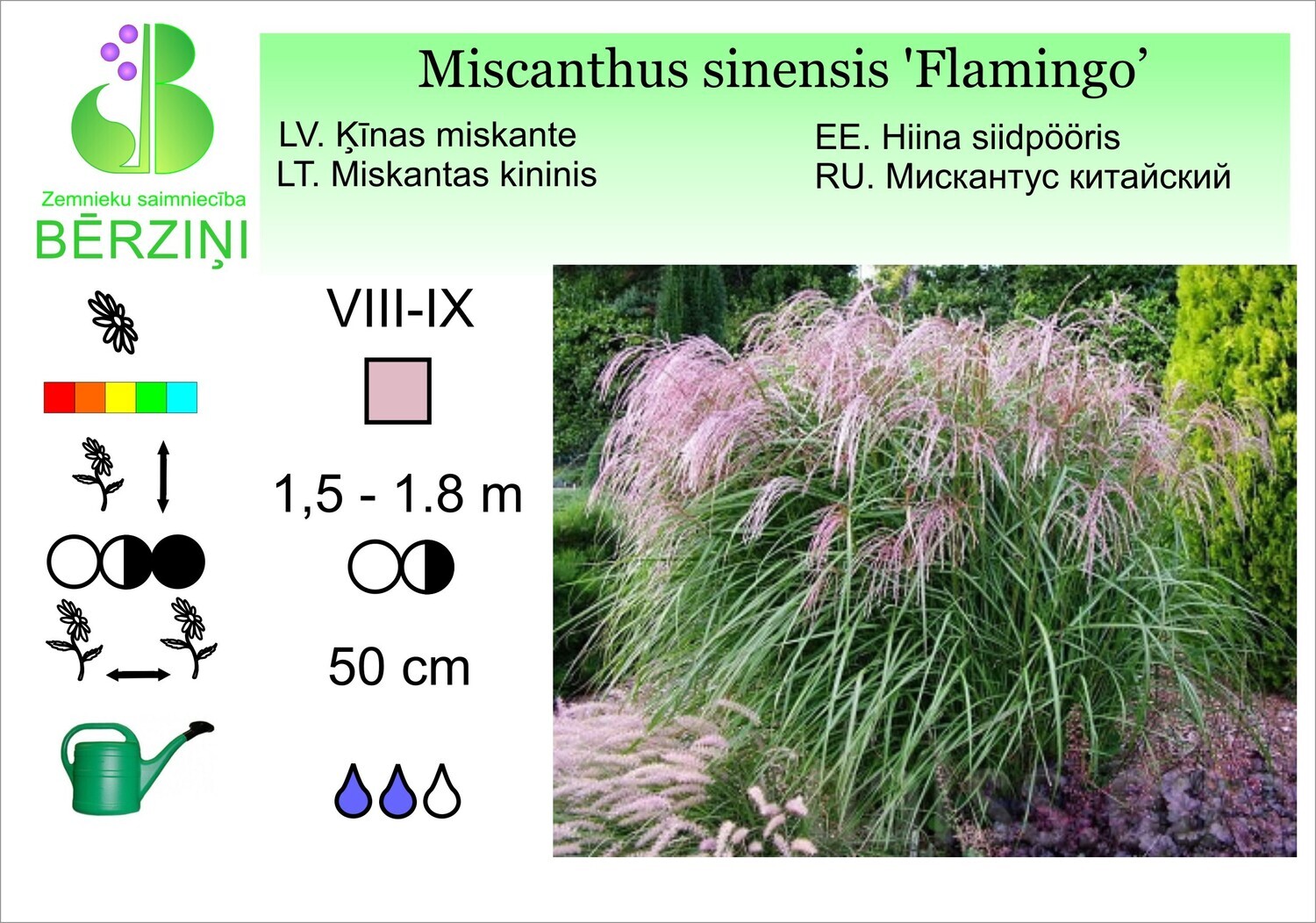 Miscanthus sinensis 'Flamingo', Miskante