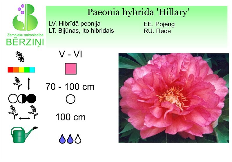 Paeonia hybrida 'Hillary', Peonija