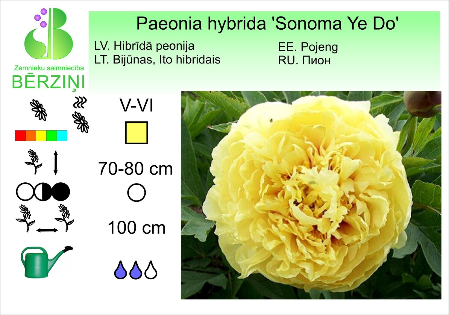 Paeonia hybrida 'Sonoma Ye Do', Peonija