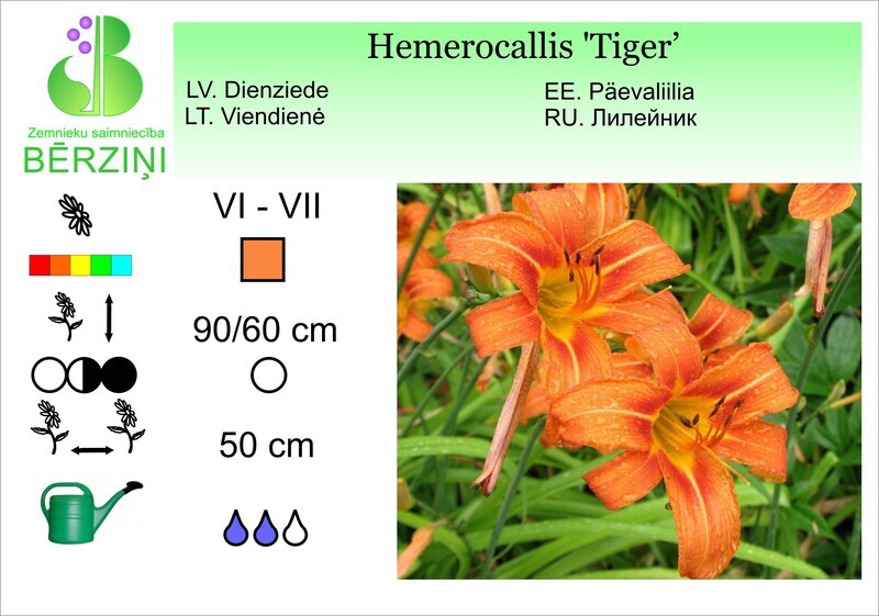 Hemerocallis 'Tiger', Dienziede