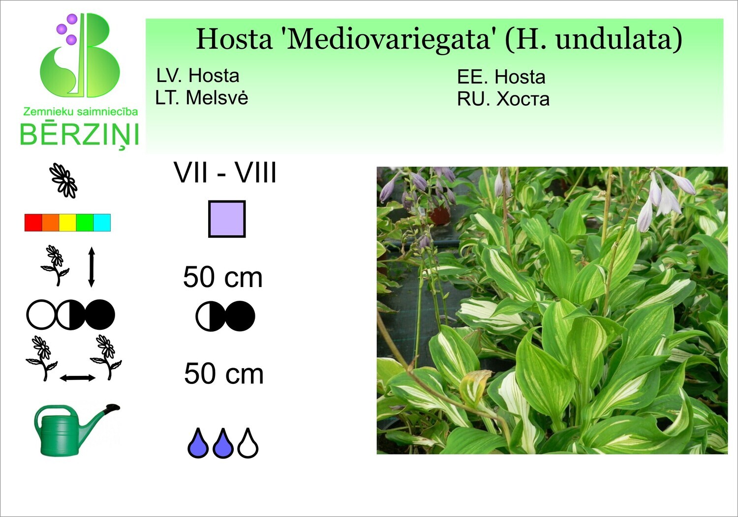 Hosta 'Mediovariegata', Hosta