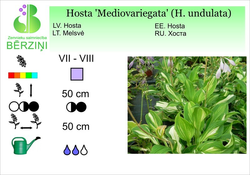 Hosta 'Mediovariegata', Hosta