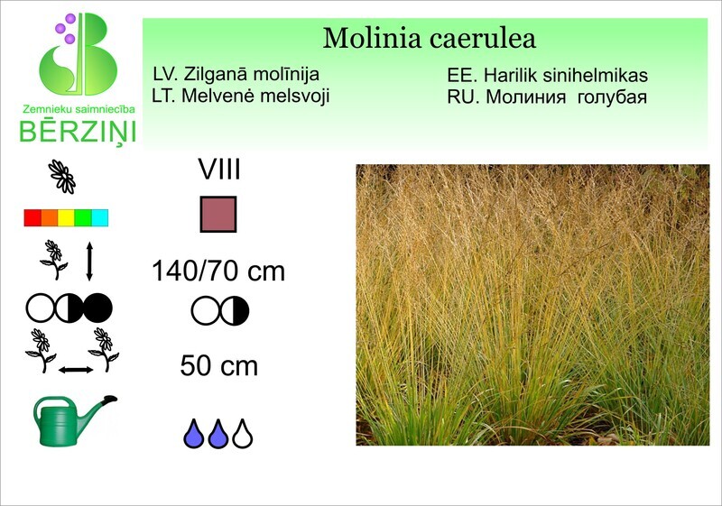 Molinia caerulea, MOlīnija