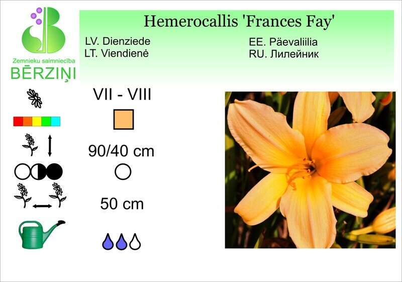 Hemerocallis 'Frances Fay', Dienziede