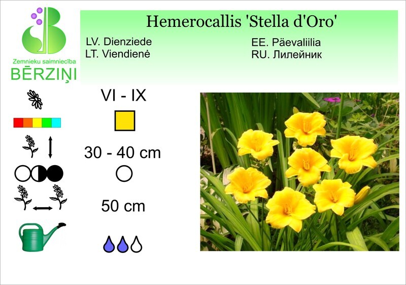 Hemerocallis 'Stella d'Oro', Dienziede