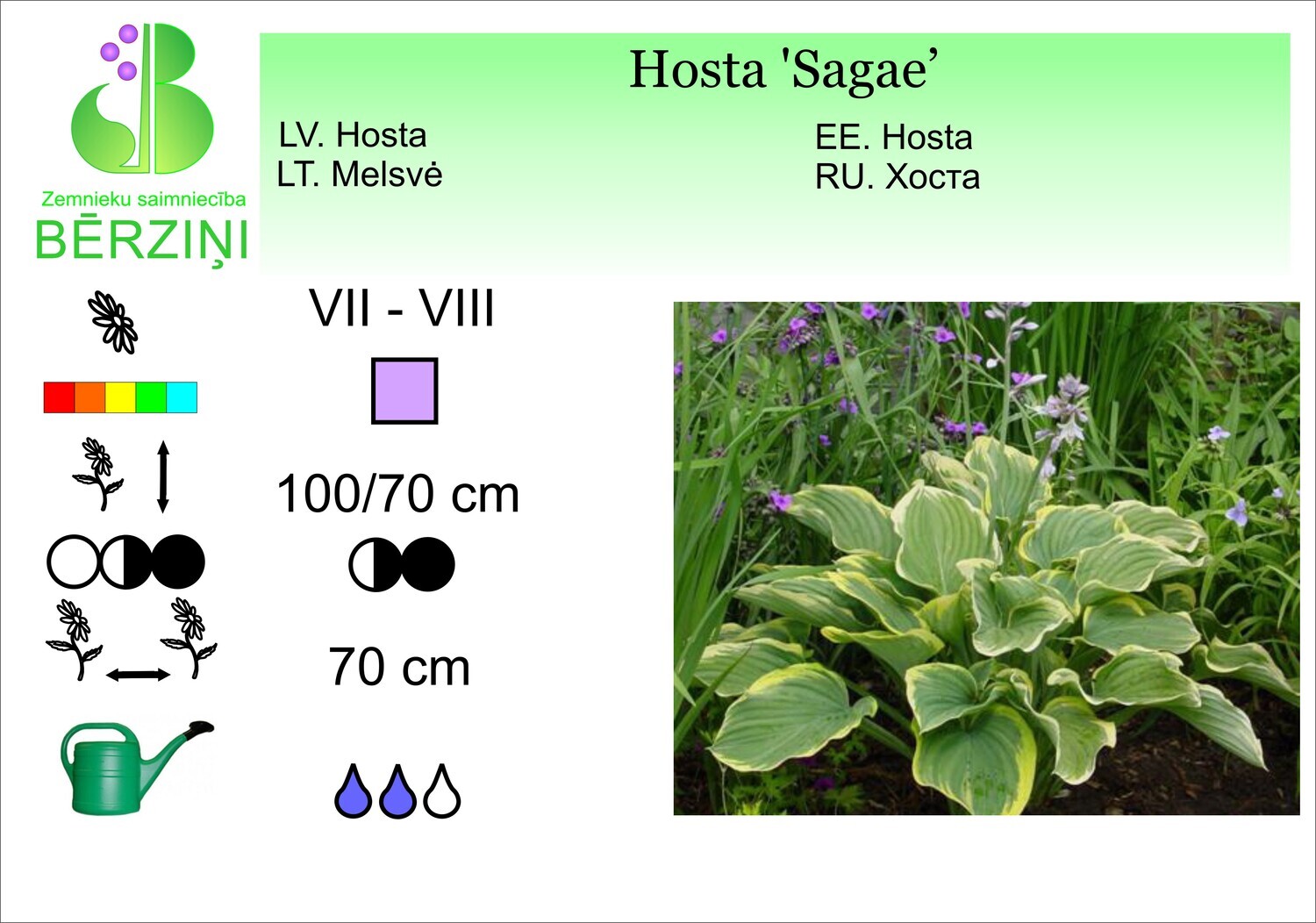 Hosta 'Sagae', Hosta