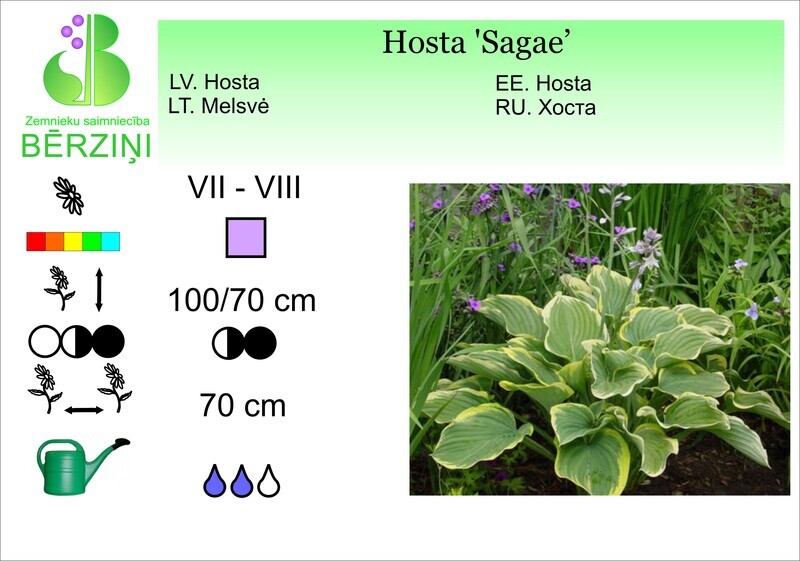 Hosta 'Sagae', Hosta