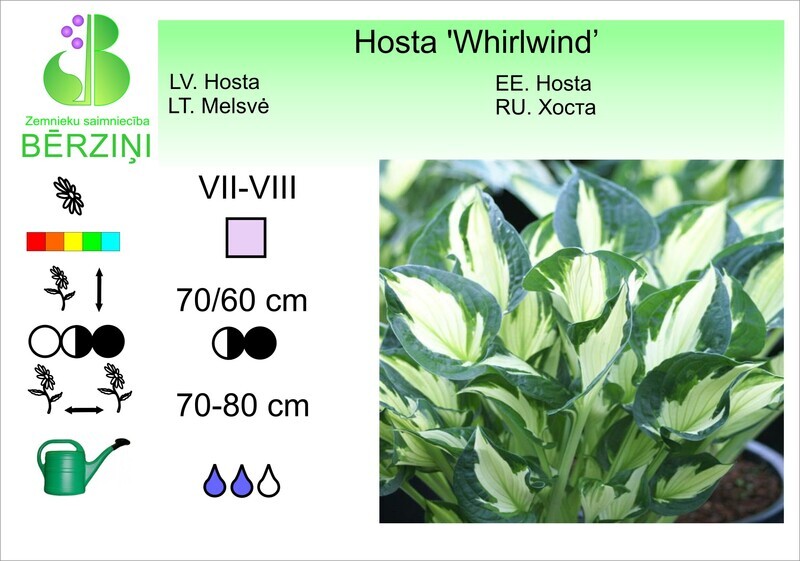 Hosta 'Whirlwind', Hosta