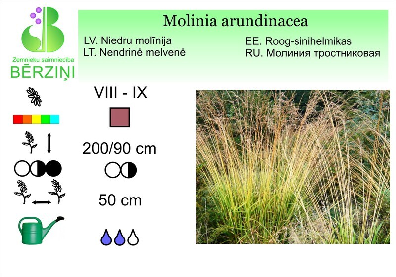 Molinia arundinacea (syn. ssp. Arundinacea), Molīnijs
