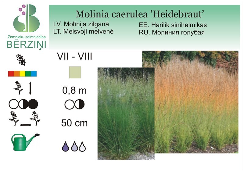 Molinia caerulea 'Heidebraut', Molīnija