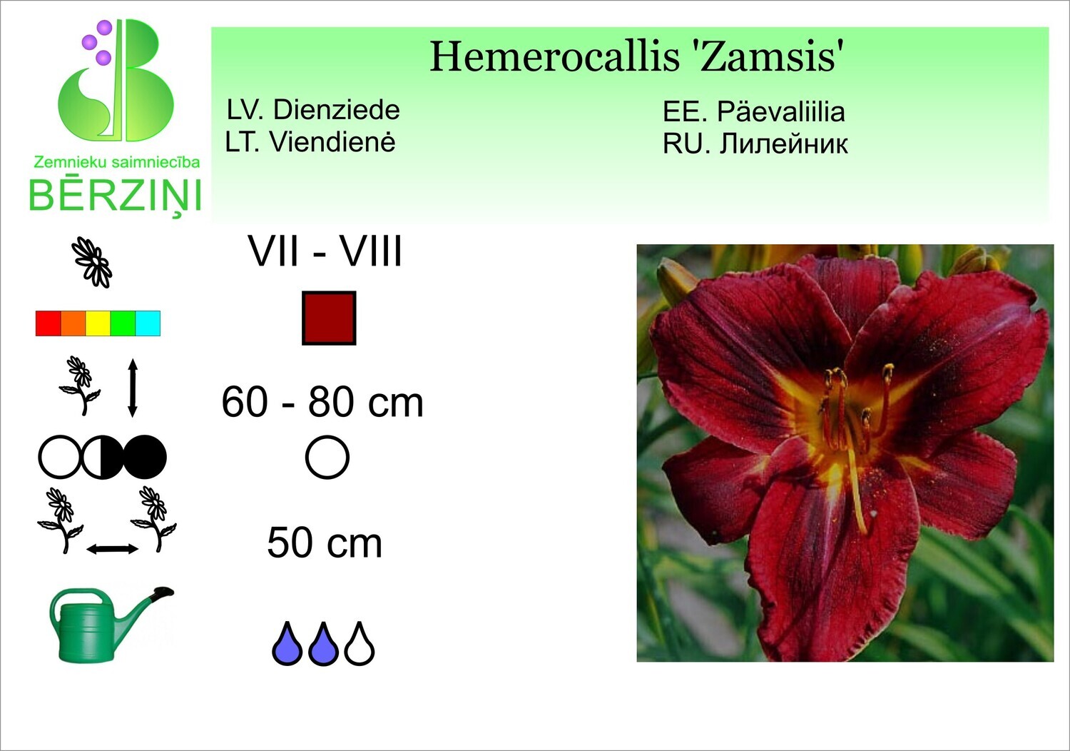 Hemerocallis 'Zamsis', Dienziede