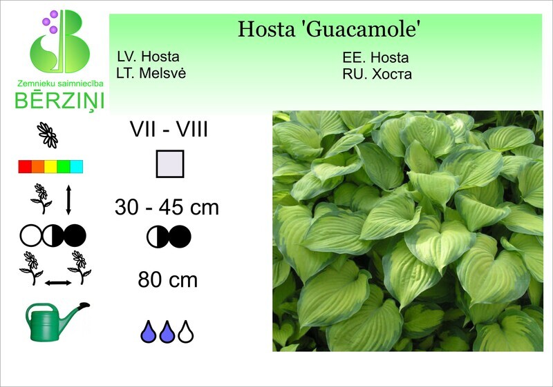 Hosta 'Guacamole', Hosta