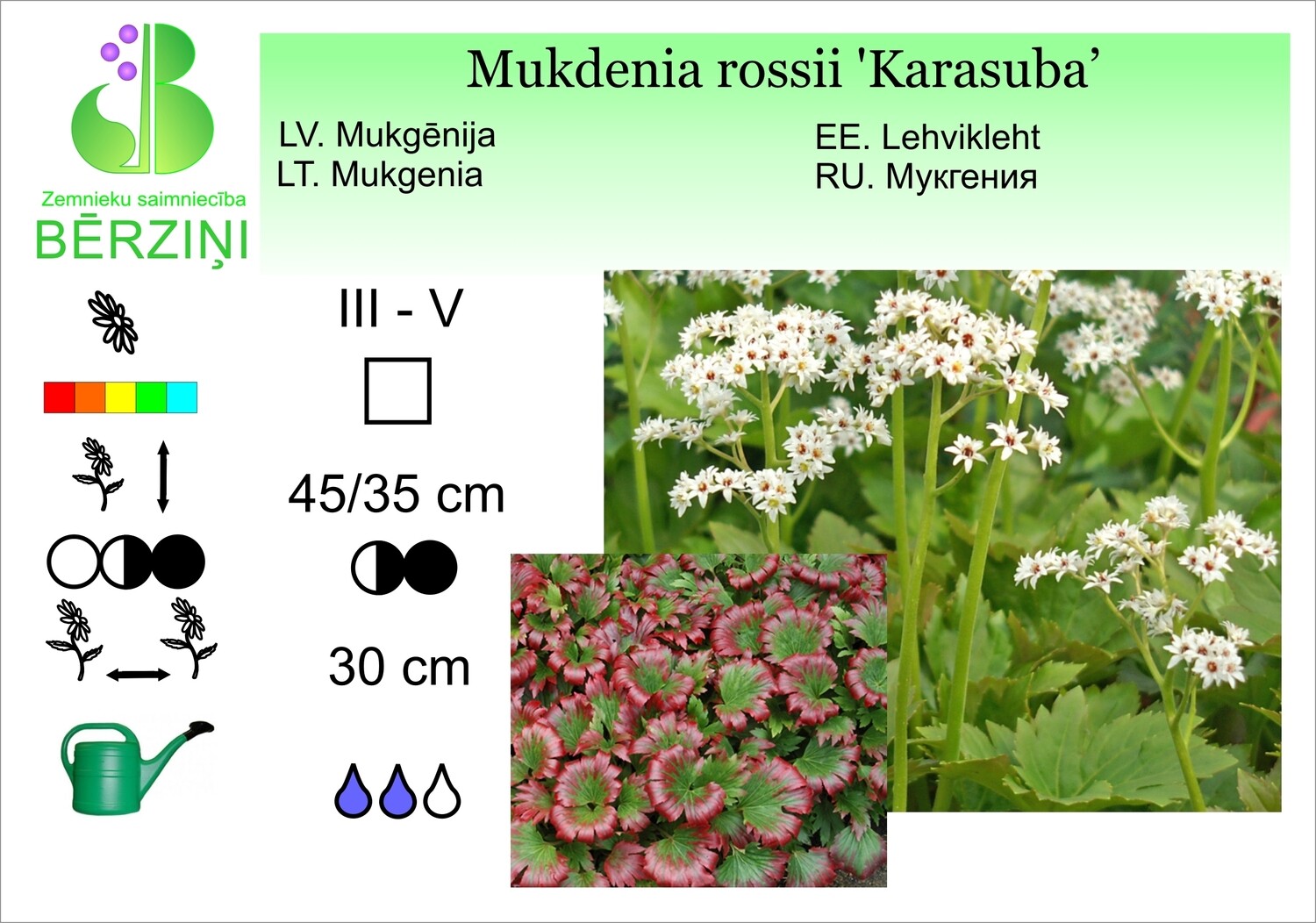 Mukdenia rossii 'Karasuba', Mukdēnija