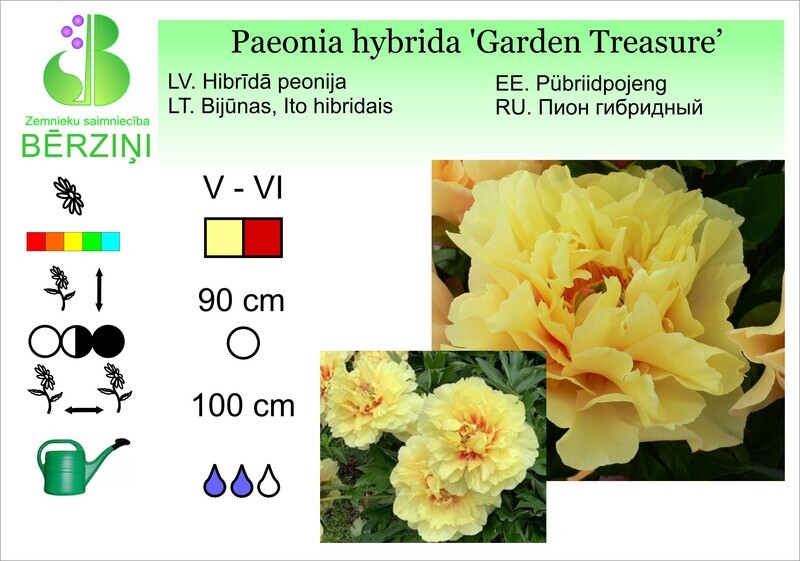 Paeonia hybrida 'Garden Treasure', Peonija