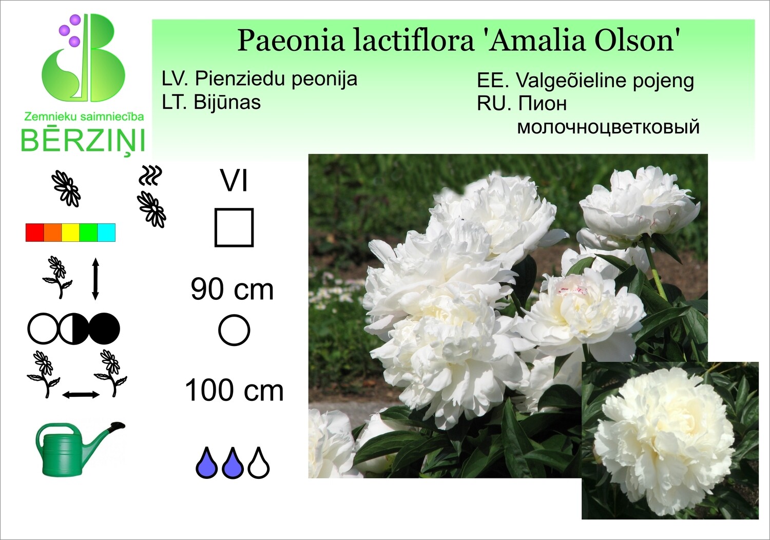 Paeonia lactiflora 'Amalia Olsen', Peonija