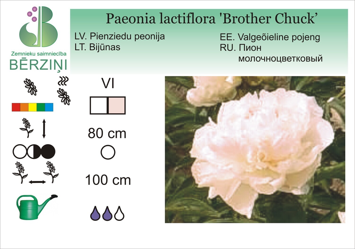 Paeonia lactiflora 'Brother Chuck', Peonija