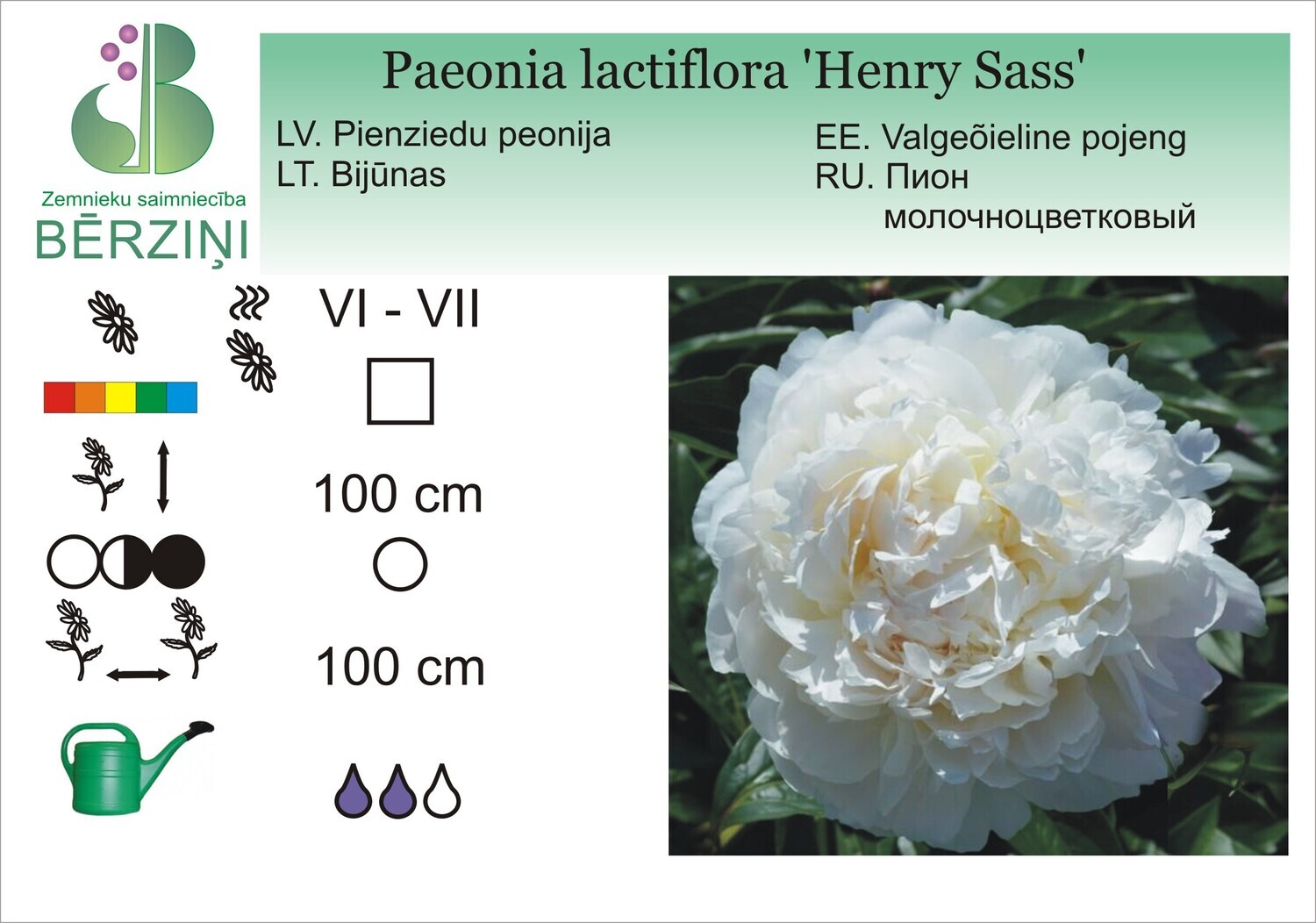 Paeonia lactiflora 'Henry Sass', Peonija