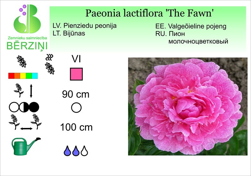 Paeonia lactiflora 'The Fawn', Peonija