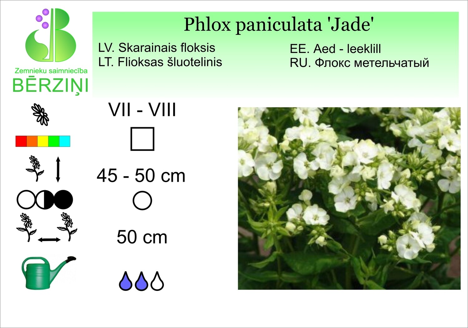 Phlox paniculata 'Jade', Floksis