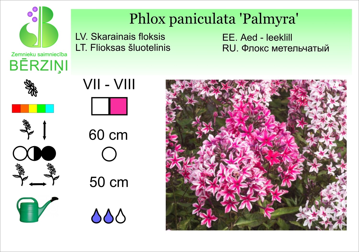 Phlox paniculata 'Palmyra'®, Floksis