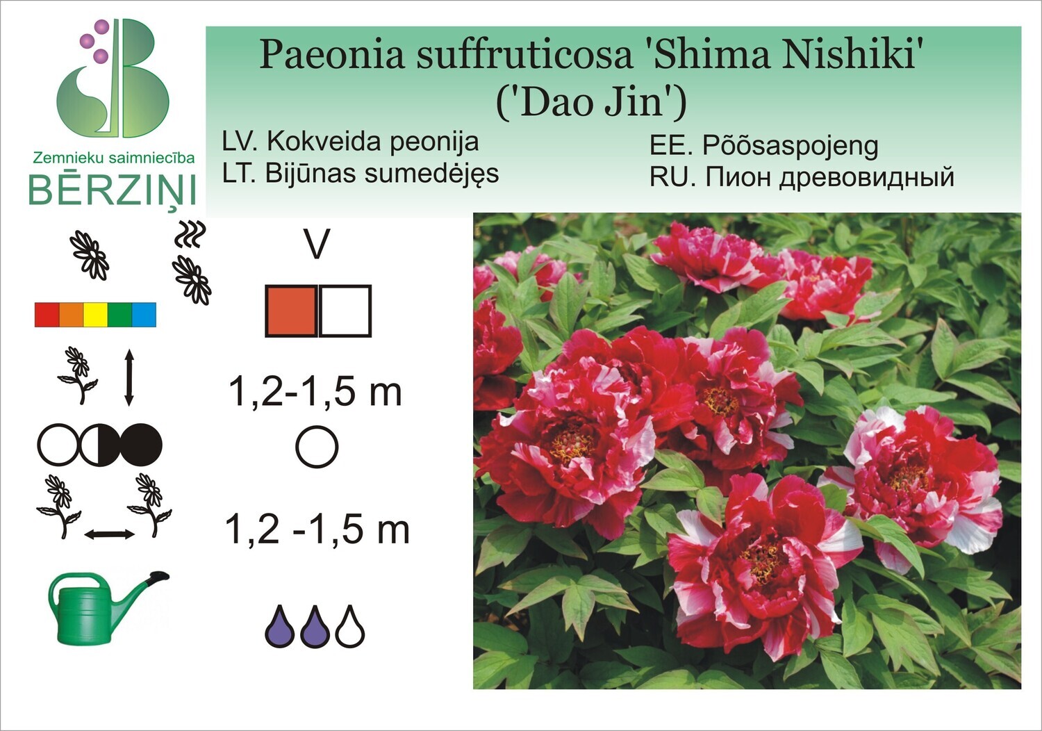 Paeonia suffruticosa 'Shima Nishiki' ('Dao Jin'), Peonija kokveida