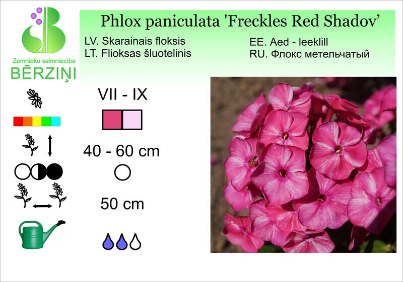 Phlox paniculata 'Freckles Red Shadow', Floksis