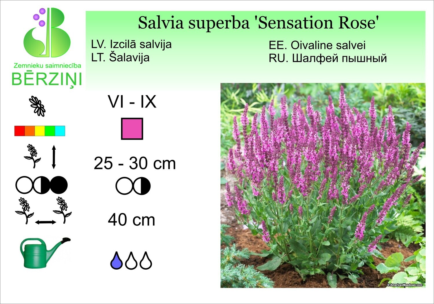 Salvia nemorosa 'Sensation Rose', Salvija