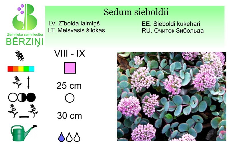 Sedum sieboldii, Laimiņš