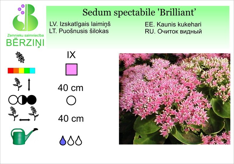 Sedum spectabile 'Brilliant', Laimiņš