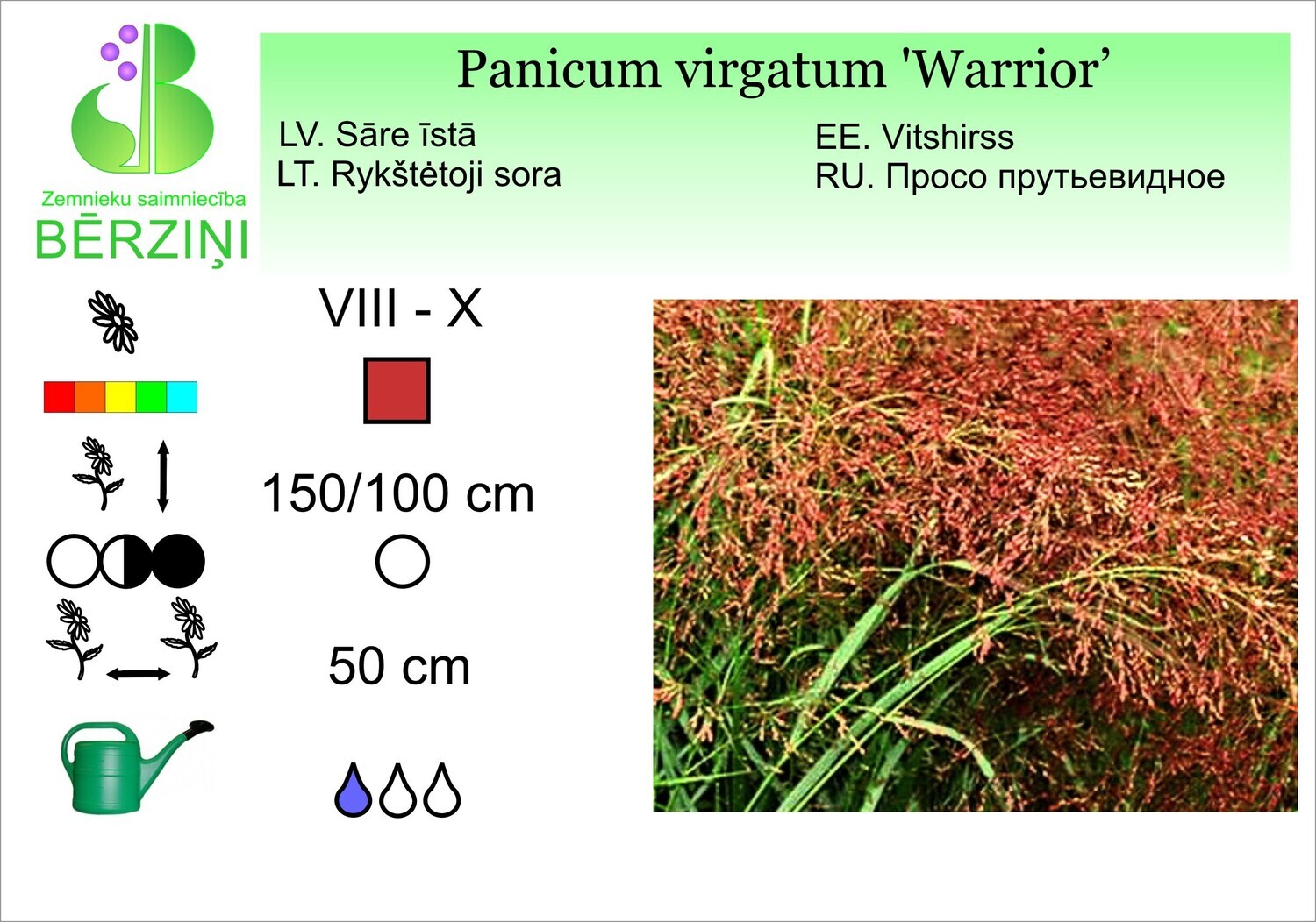 Panicum virgatum 'Warrior', Klūdziņprosa