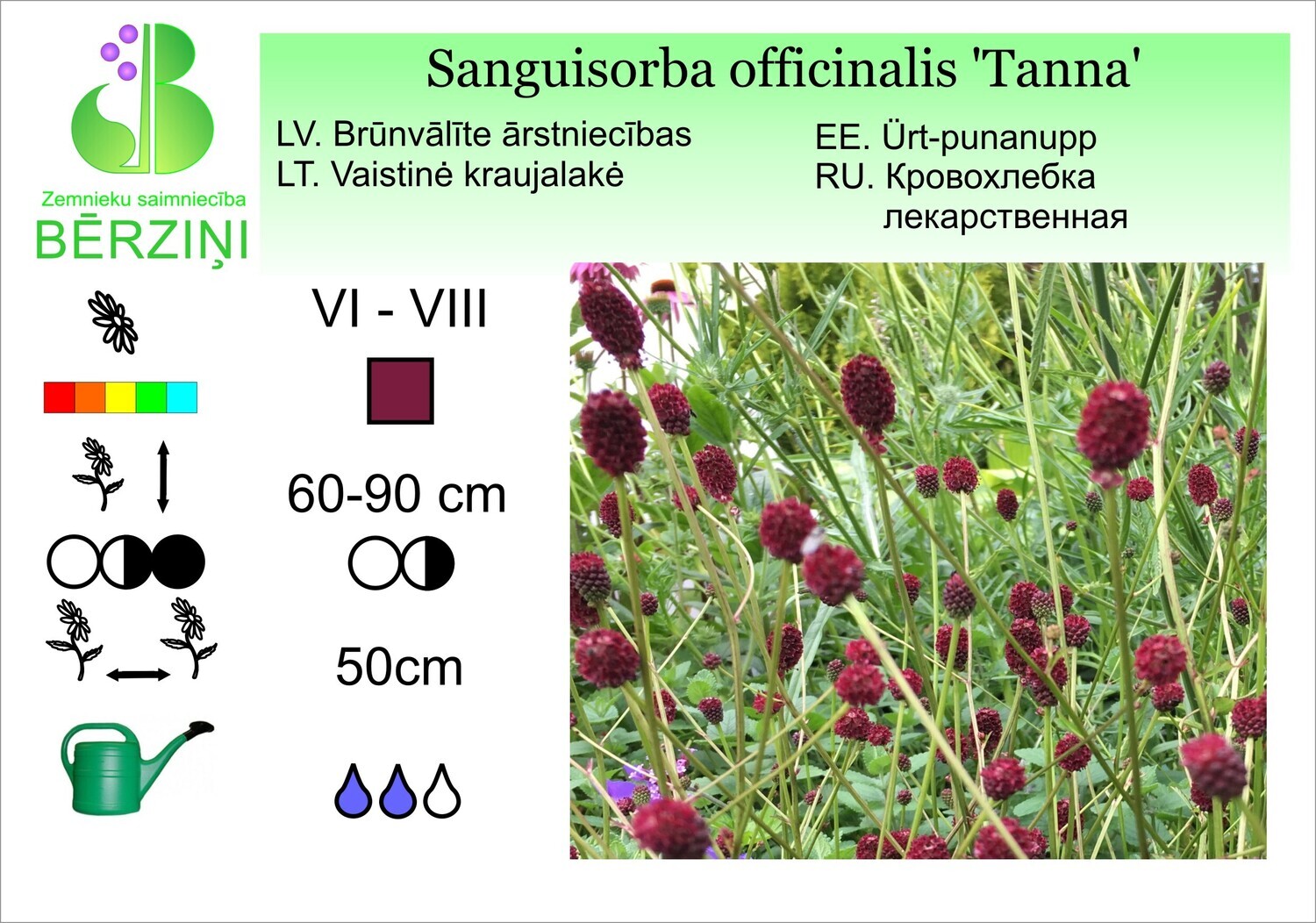 Sanguisorba officinalis 'Tanna', Brūnvālīte