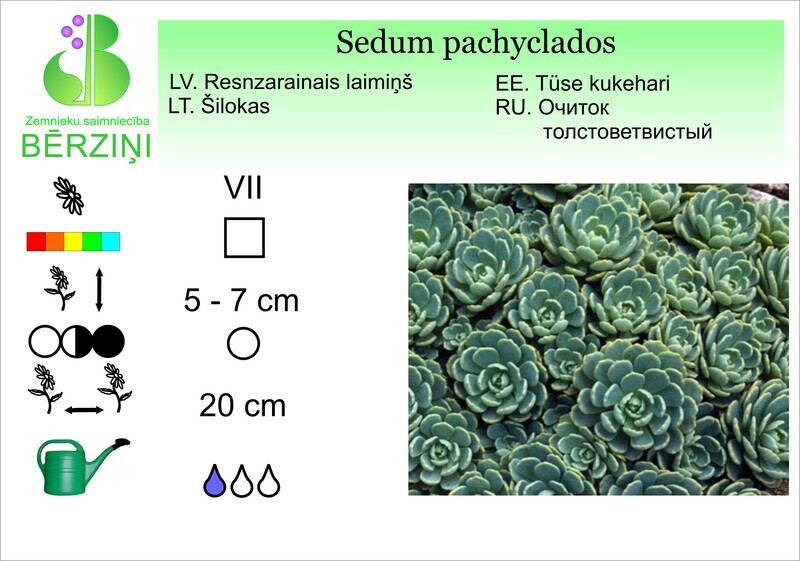 Sedum pachycladium, Laimiņš
