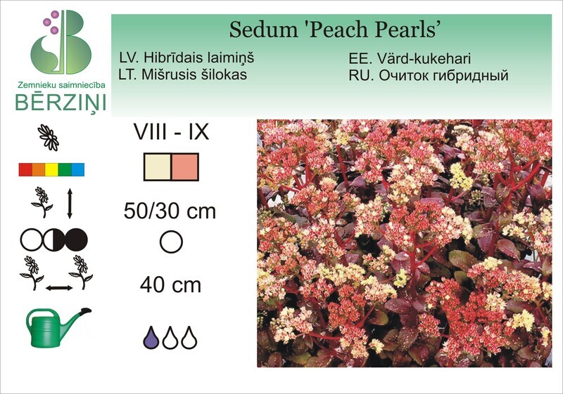 Sedum 'Peach Pearls, Laimiņš