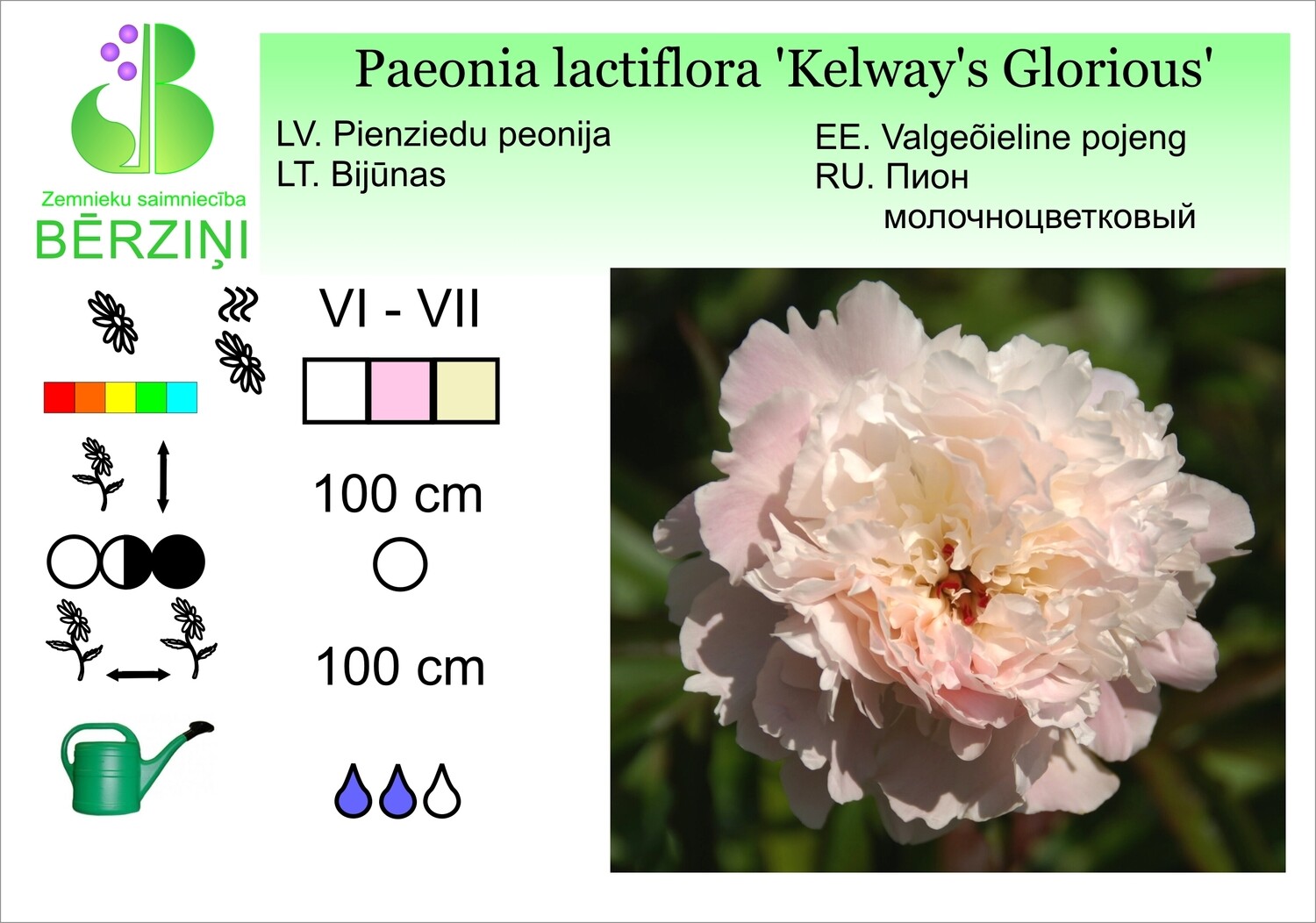 Paeonia lactiflora 'Kelway's Glorious', Peonija Paeonia lactiflora 'Kelway's Glorious', Peonija