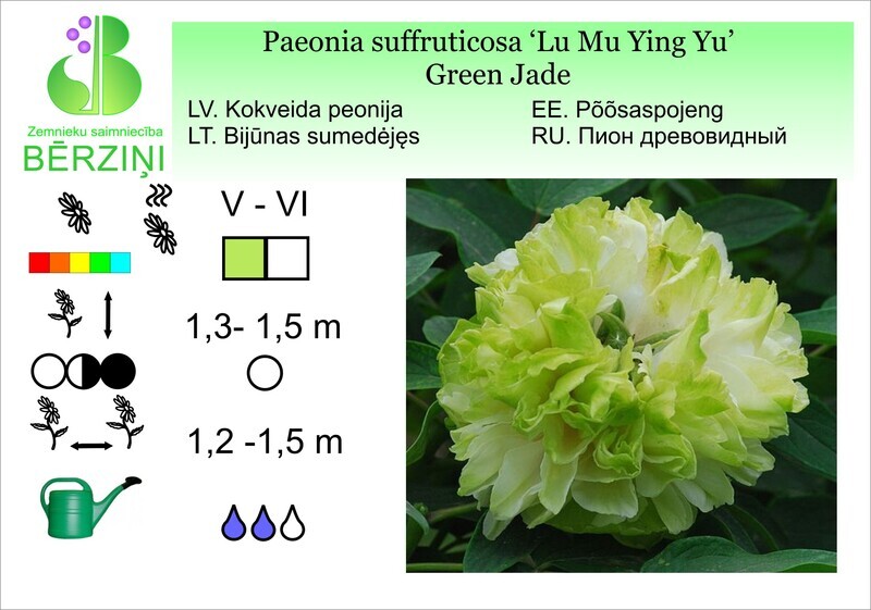 Paeonia suffruticosa Lu Mu Ying Yu (Green Jade), Peonija kokveida