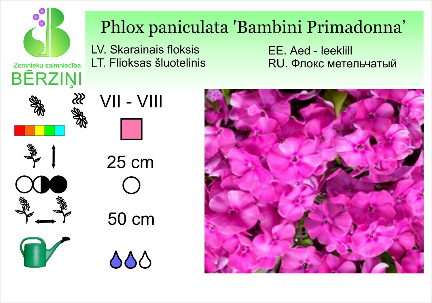 Phlox paniculata 'Bambini Primadonna', Floksis