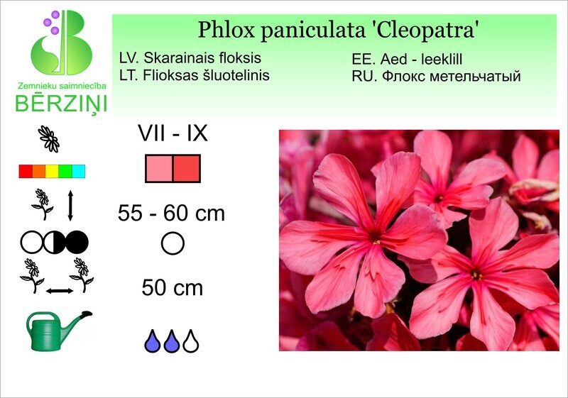 Phlox paniculata 'Cleopatra', Floksis
