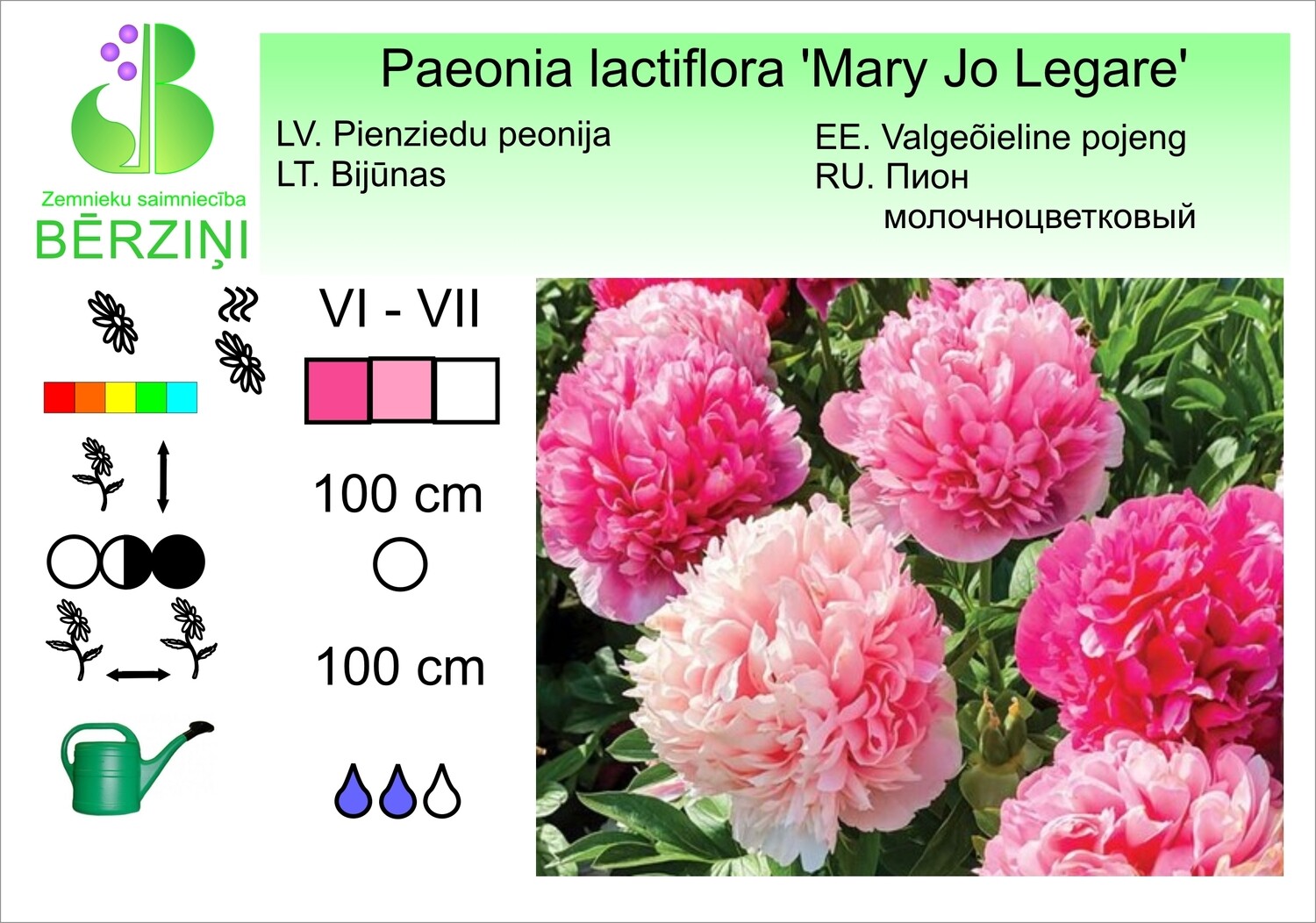 Paeonia lactiflora 'Mary Jo Legare', Peonija Paeonia lactiflora 'Mary Jo Legare', Peonija