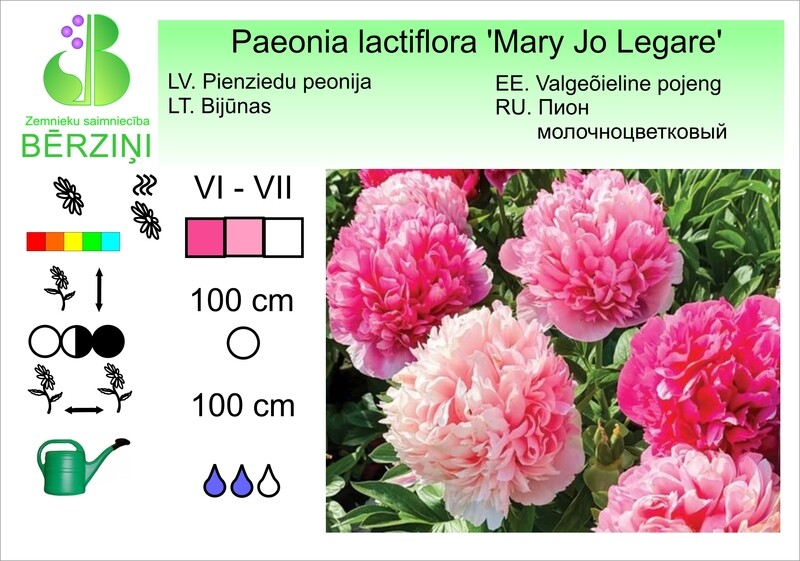 Paeonia lactiflora 'Mary Jo Legare', Peonija