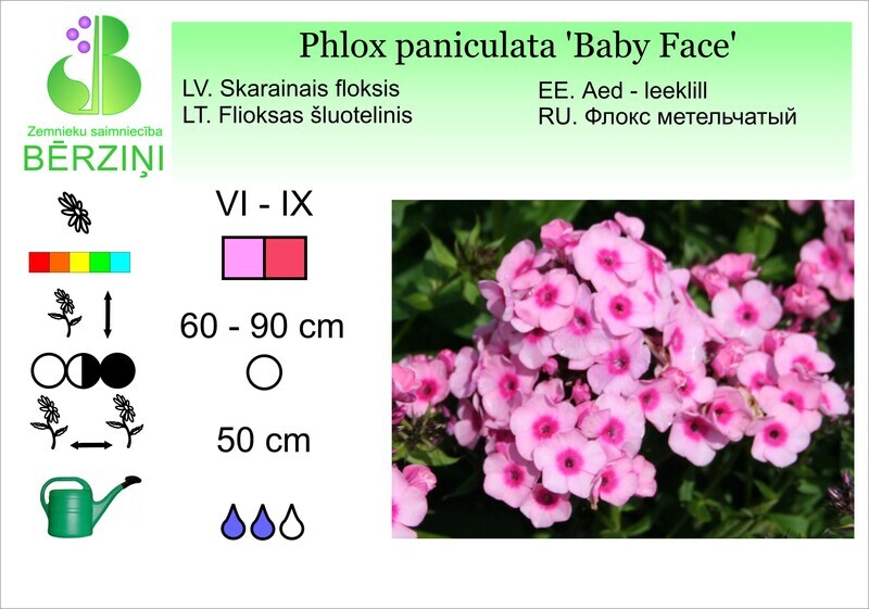 Phlox paniculata 'Baby Face', Floksis